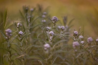 Close-up of purple flowering plants on field