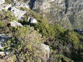 High angle view of rocks and trees on rock