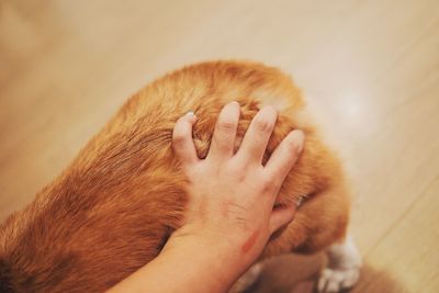 Close-up of a cat