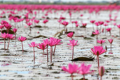 Pink lotus water lily in lake