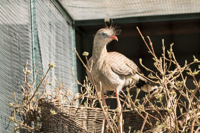 Close-up of birds perching