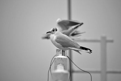 Close-up of seagull perching on a metal