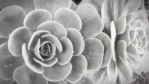 Close-up of flowers