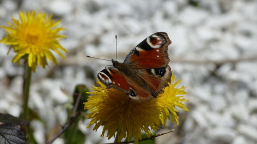 Close-up of butterfly perching on flower