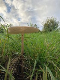 Close-up of mushroom growing on field