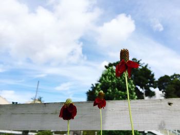 Low angle view of red flowers against cloudy sky