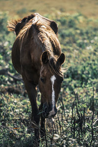 Close-up of a horse on field