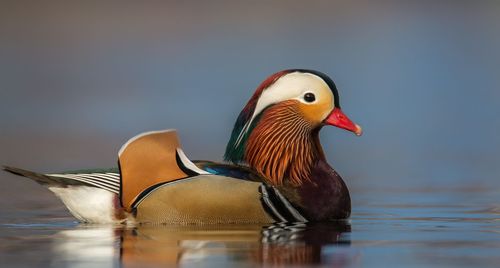 Close-up of duck swimming in lake