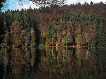 Scenic view of lake in forest