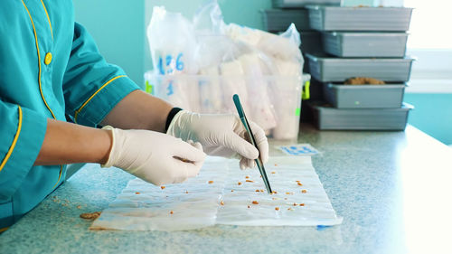 Close up, gloved hands of lab worker studying, examine sprouted, rooted corn seeds, in laboratory