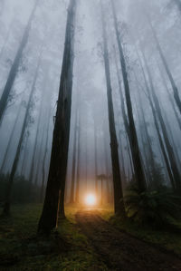 Sunlight streaming through trees in forest