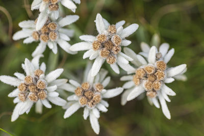 Close-up of white flowering plant