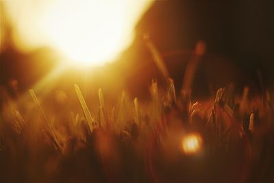 Sunlight falling on grassy field