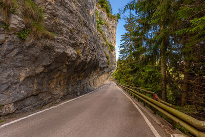 Road amidst trees