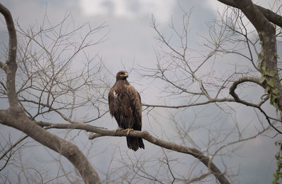 Low angle view of bird perching on bare tree