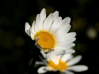 Close-up of white daisy flower