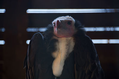Close-up of bird looking at camera