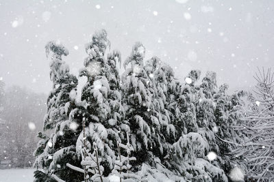 Snow-covered tree in heavy snow with copy space