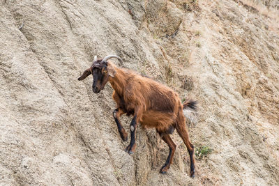 Goat standing on rock formation