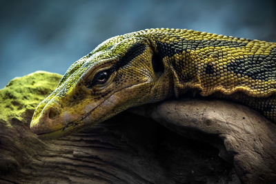 Close-up of a lizard