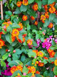 Full frame shot of orange flowering plants