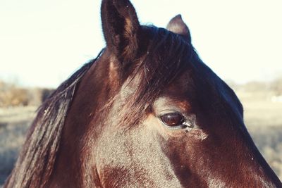 Close-up portrait of horse on field against sky