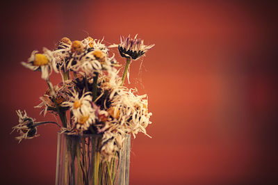 Close-up of flowers over white background