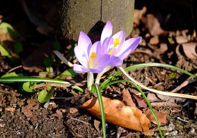 Close-up of purple flowers blooming outdoors