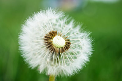 Close-up of dandelion flower