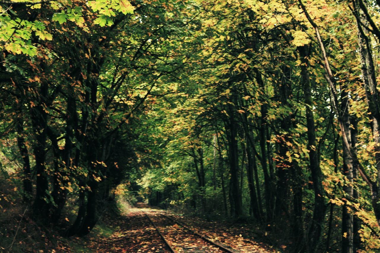 tree, the way forward, forest, tranquility, growth, nature, diminishing perspective, tranquil scene, tree trunk, beauty in nature, vanishing point, woodland, dirt road, footpath, branch, scenics, treelined, road, autumn, sunlight