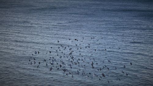 Birds in water