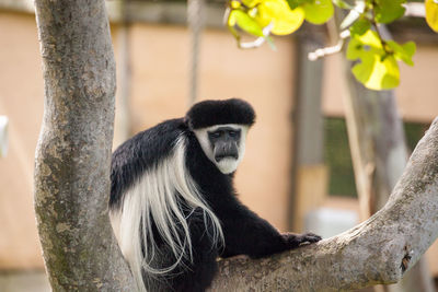 Black and white colobus monkey angola colobus relaxes on a tree.