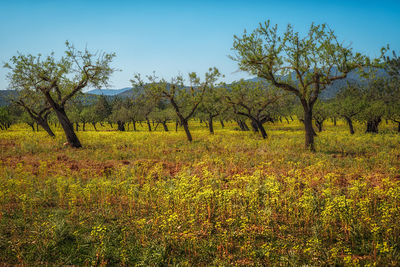 Plants growing on field