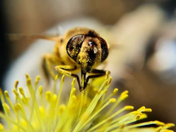 Close-up of honey bee on flower