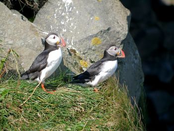 Puffin couple on the rock