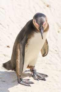 Close-up of bird on sand