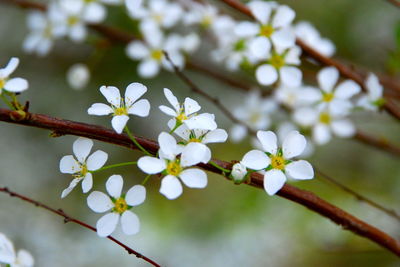 Close-up of white flowers