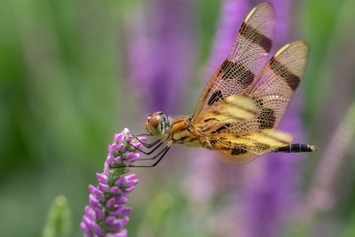 Close-up of butterfly pollinating on purple flower