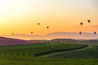 Hot air balloons on field against sky during sunset