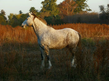 Horse standing on field.