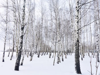 Snow covered land and trees in forest during winter