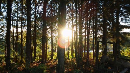 Sun shining through trees in forest