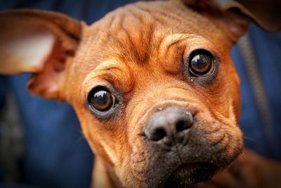 Close-up portrait of a dog