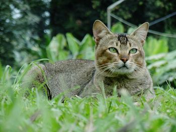 Portrait of cat on field