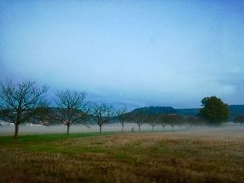 Trees on field against sky