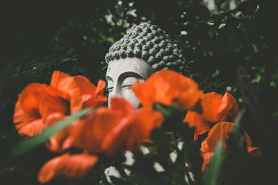 Close-up of orange flower on field with buddha statue in background 