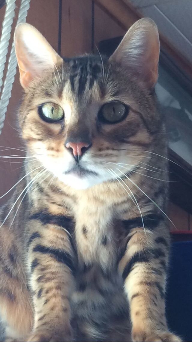 domestic cat, pets, domestic animals, mammal, animal themes, one animal, looking at camera, feline, whisker, portrait, no people, cat, close-up, indoors, day