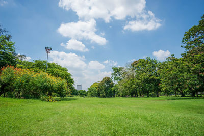 Trees on field against sky