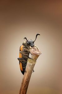 Close-up of bird perching on wood against wall