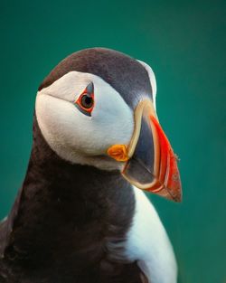 Close-up of a bird